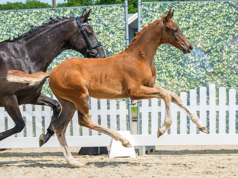 Westfaliano Stallone Puledri (04/2026) Sauro scuro in Mnster-Handorf
