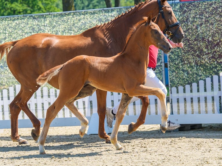 Westfaliano Stallone Puledri (04/2026) Sauro scuro in Mnster-Handorf