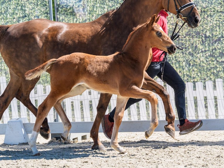 Westfaliano Stallone Puledri (03/2026) Sauro scuro in Münster-Handorf