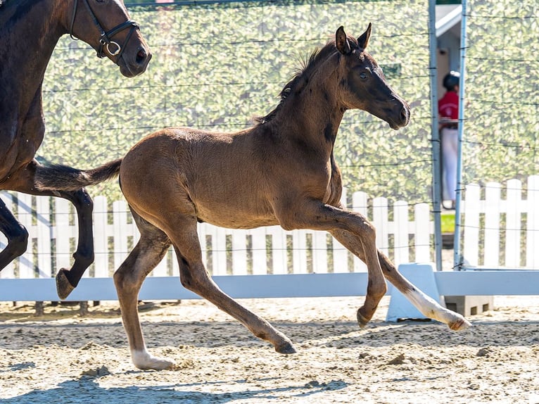 Westfaliano Stallone Puledri (04/2026) Sauro scuro in Münster-Handorf