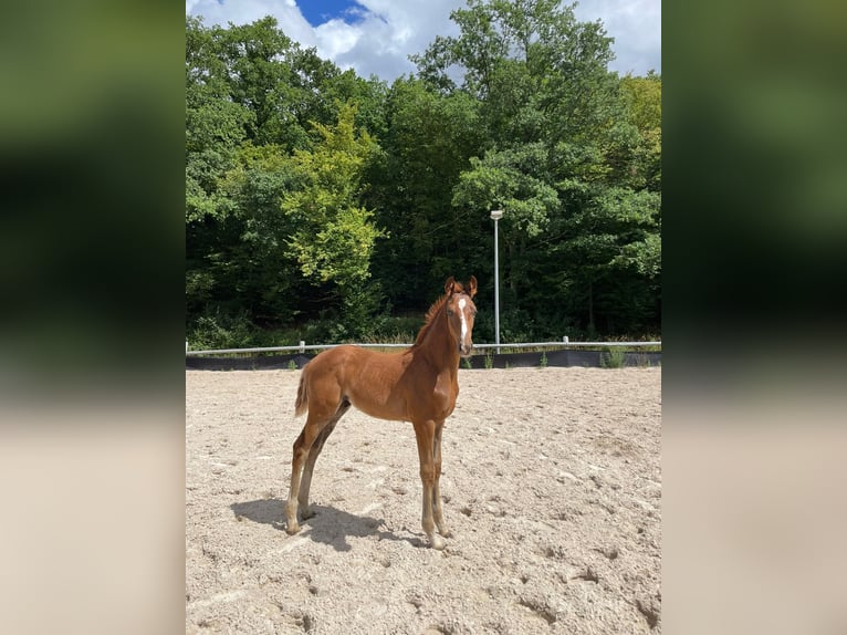 Westfaliano Stallone Puledri (05/2025) Sauro scuro in Ramsen