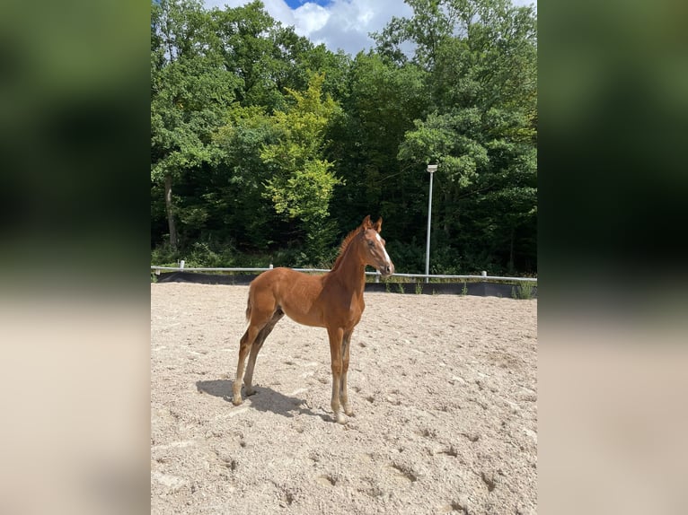 Westfaliano Stallone Puledri (05/2025) Sauro scuro in Ramsen