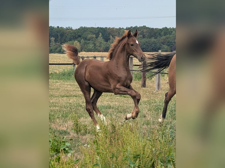 Westfaliano Stallone Puledri (05/2026) Sauro scuro in Petershagen