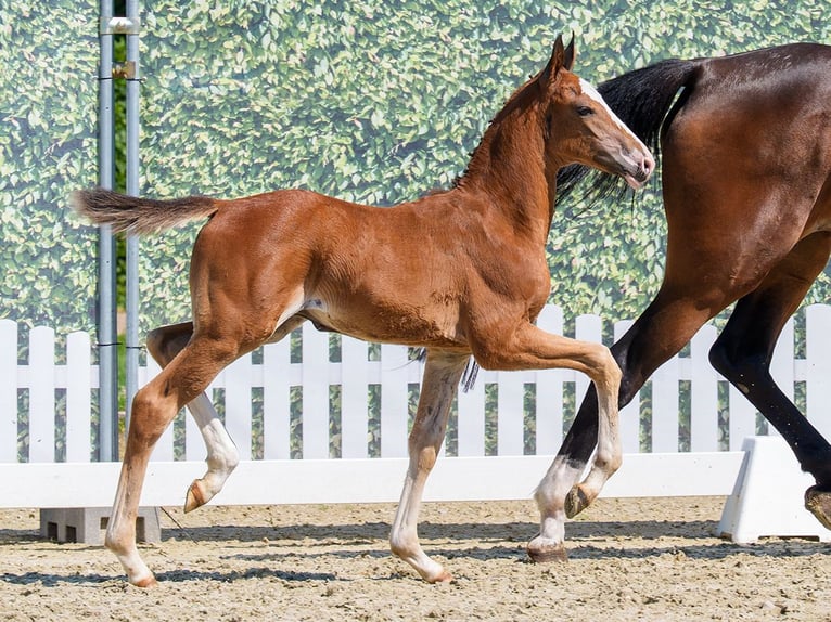 Westfaliano Stallone Puledri (05/2026) Sauro scuro in Hagen