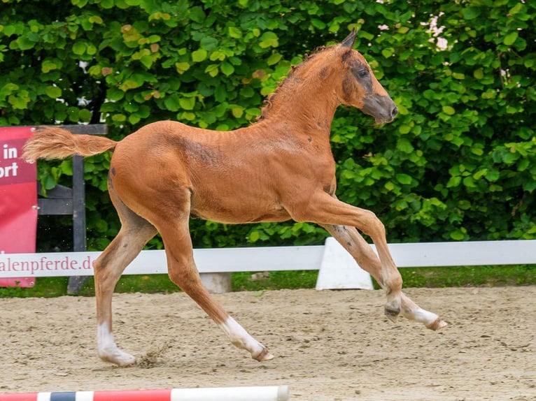 Westfaliano Stallone Puledri (05/2026) Sauro scuro in Mnster-Handorf