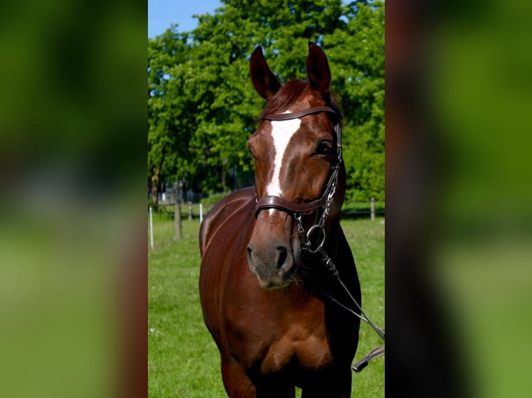 Westfaliano Yegua 10 años 163 cm Alazán-tostado in Ascheberg