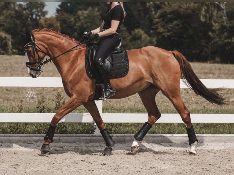 Westfaliano Yegua 10 años 165 cm Alazán in Warendorf