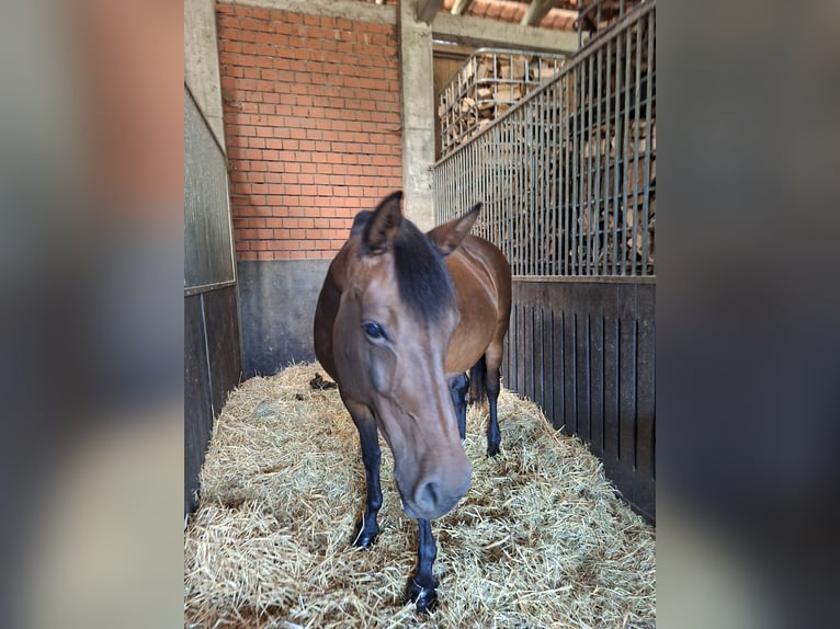 Westfaliano Yegua 10 años 166 cm Castaño in L&#xFC;dinghausen