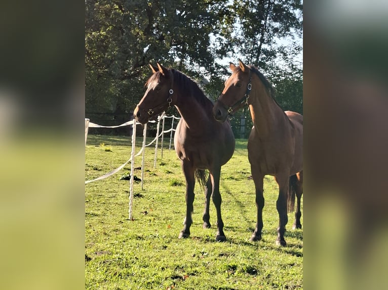 Westfaliano Yegua 10 años 166 cm Castaño in L&#xFC;dinghausen