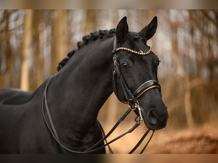 Westfaliano Yegua 10 años 168 cm Negro in Wehringen