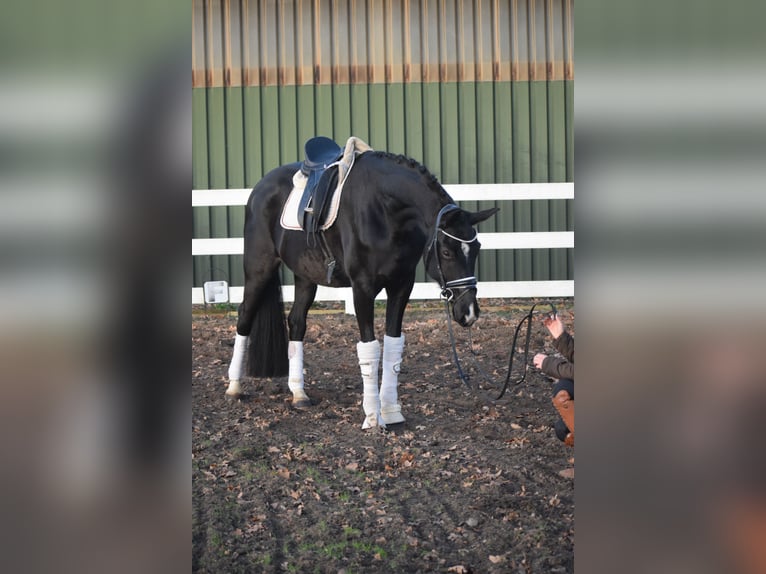 Westfaliano Yegua 10 años 168 cm Negro in Dätgen