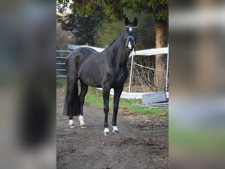 Westfaliano Yegua 10 años 168 cm Negro in Dätgen
