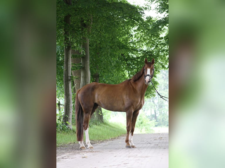 Westfaliano Yegua 10 años 170 cm in Schwerte