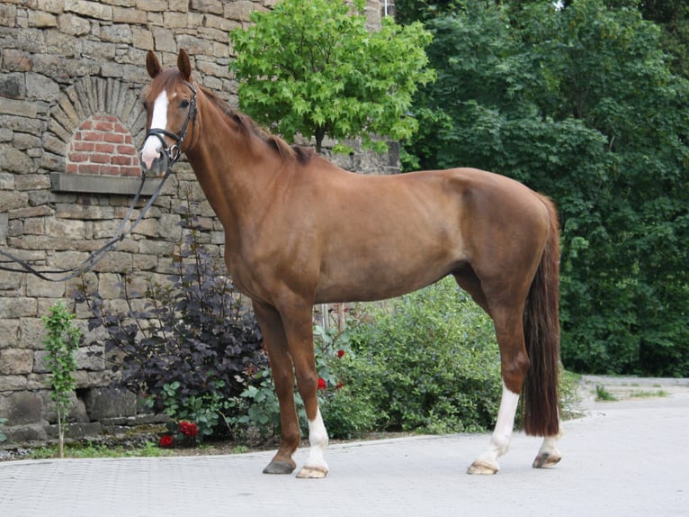 Westfaliano Yegua 10 años 170 cm in Schwerte