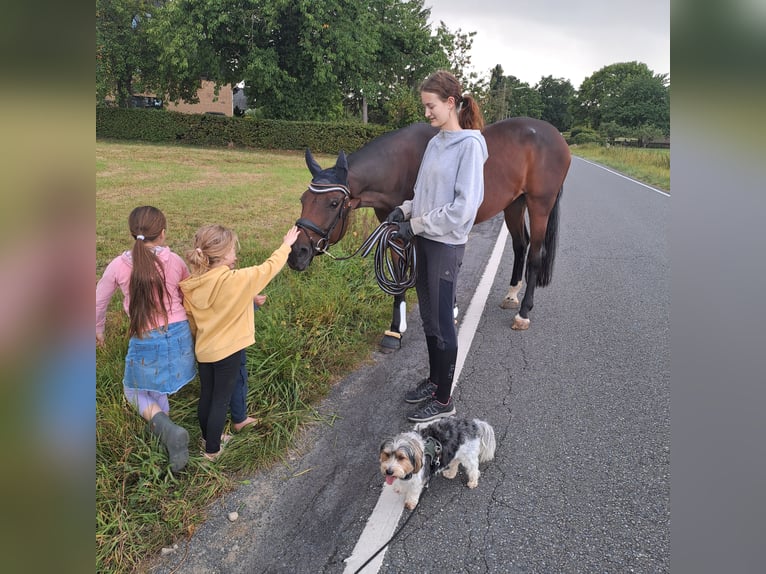 Westfaliano Yegua 10 años 170 cm Castaño in Herford