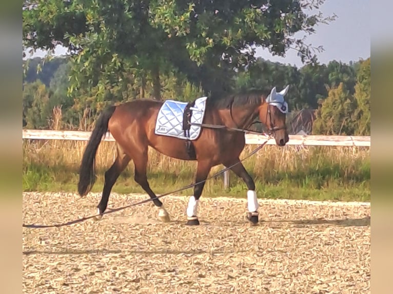 Westfaliano Yegua 10 años 170 cm Castaño in Herford