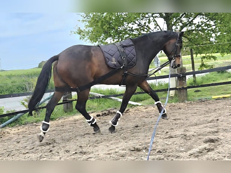 Westfaliano Yegua 10 años 172 cm Castaño in Sendenhorst