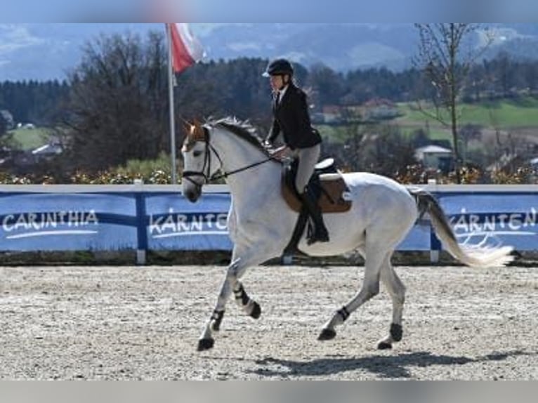 Westfaliano Yegua 10 años 176 cm Tordo in Klein-Preding