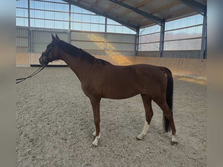 Westfaliano Yegua 11 años 160 cm Alazán in Warendorf
