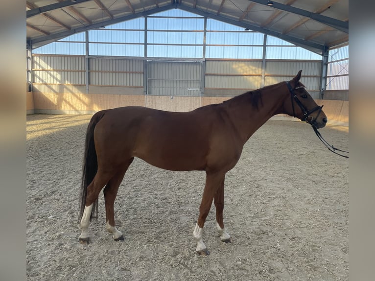 Westfaliano Yegua 11 años 160 cm Alazán in Warendorf