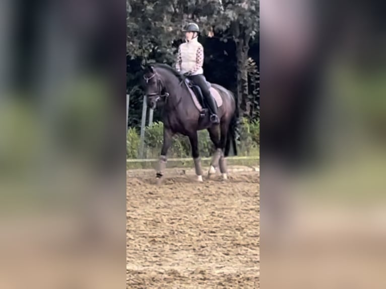 Westfaliano Yegua 11 años 162 cm Castaño oscuro in Pulheim