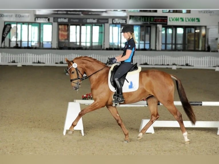 Westfaliano Yegua 11 años 165 cm Alazán in Ahlen