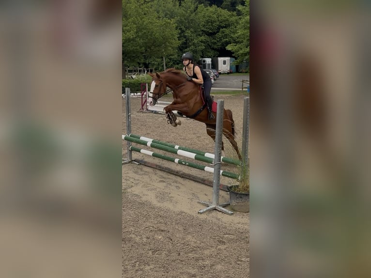 Westfaliano Yegua 11 años 165 cm Alazán-tostado in K&#xF6;nigswinter