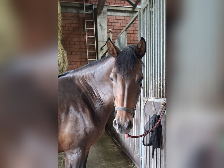 Westfaliano Yegua 11 años 166 cm Castaño in Lüdinghausen