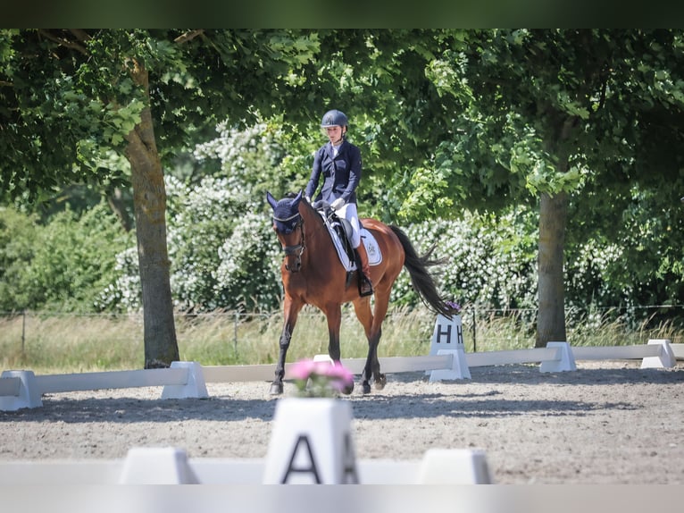 Westfaliano Yegua 12 años 163 cm Castaño in Zerbst