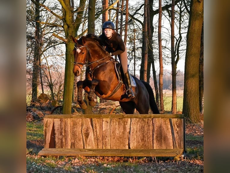 Westfaliano Yegua 12 años 163 cm Castaño in Harsewinkel