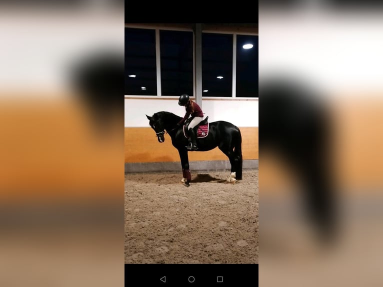 Westfaliano Yegua 12 años 163 cm Negro in Overath