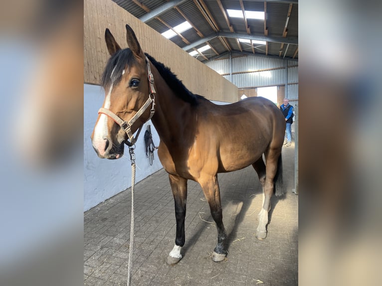 Westfaliano Yegua 12 años 164 cm Castaño in Voerde