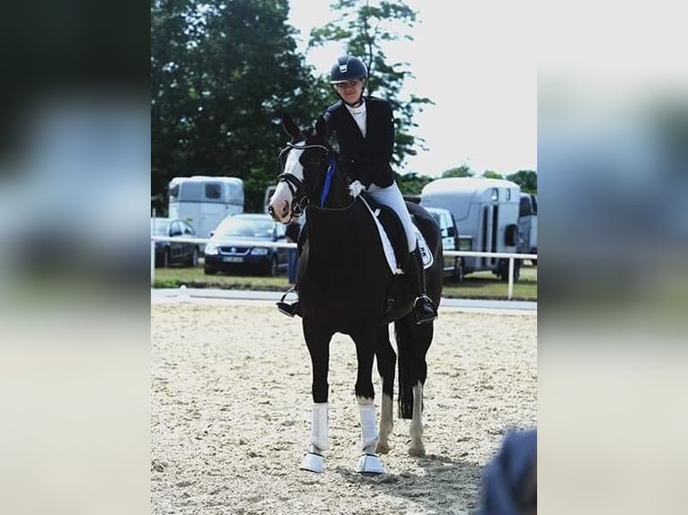 Westfaliano Yegua 12 años 164 cm Negro in Isernhagen