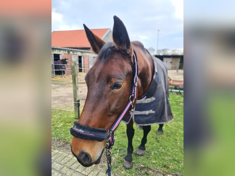 Westfaliano Yegua 12 años 165 cm Castaño in Rheine