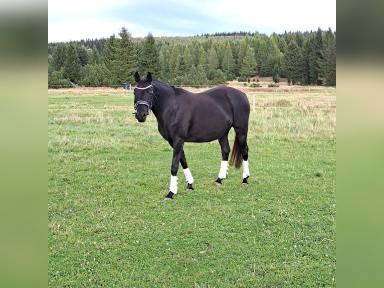 Westfaliano Yegua 12 años 165 cm Negro in Marienberg