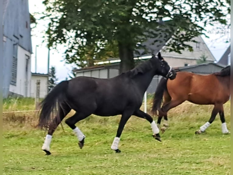 Westfaliano Yegua 12 años 165 cm Negro in Marienberg