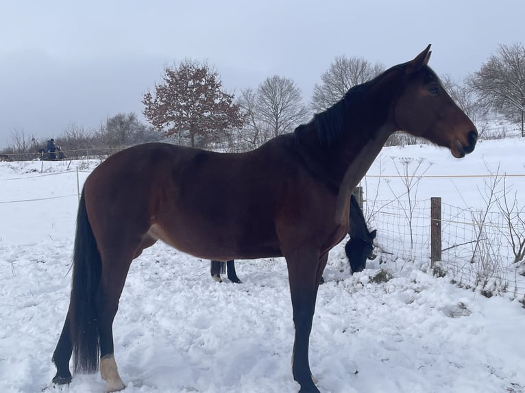 Westfaliano Yegua 12 años 167 cm Castaño in Ebergötzen