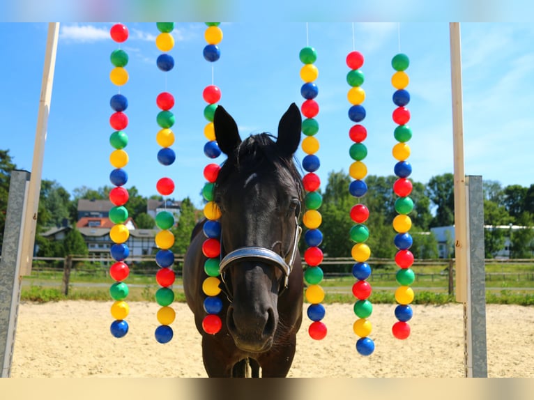Westfaliano Yegua 12 años 170 cm Negro in Sprockh&#xF6;vel