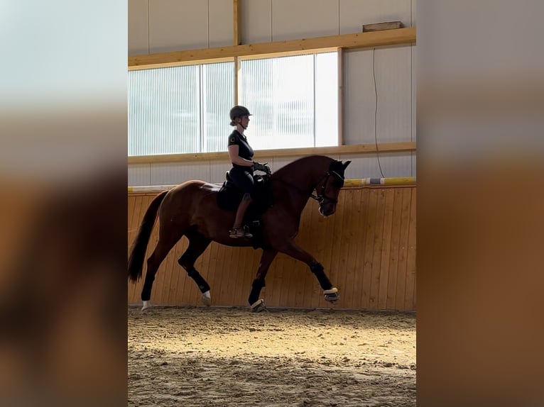 Westfaliano Yegua 12 años 173 cm Alazán in Delbrück
