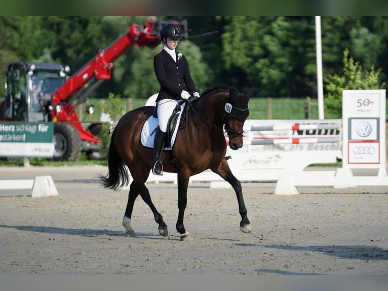 Westfaliano Yegua 13 años 164 cm Castaño in Gütersloh