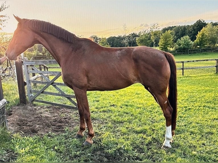Westfaliano Yegua 13 años 166 cm Alazán in Eibergen