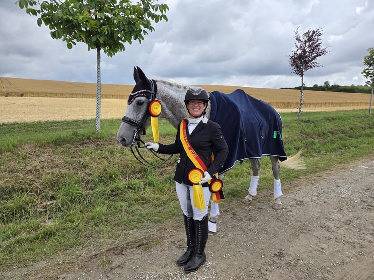 Westfaliano Yegua 13 años 166 cm Tordo picazo in Langen