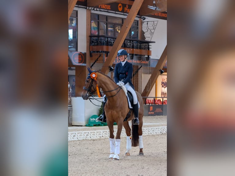 Westfaliano Yegua 13 años 167 cm Alazán in Heinsberg