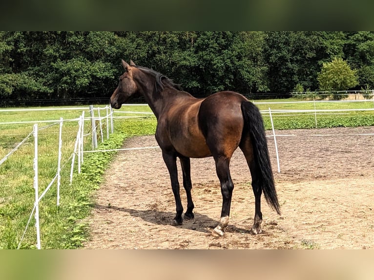 Westfaliano Yegua 13 años 168 cm Morcillo in Norderstedt