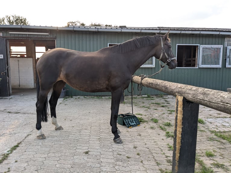 Westfaliano Yegua 13 años 168 cm Morcillo in Norderstedt