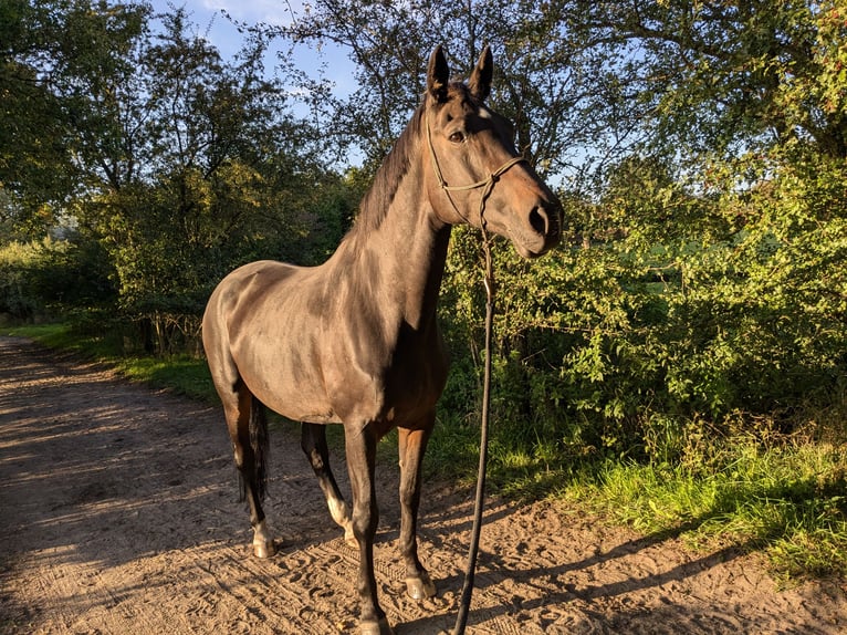 Westfaliano Yegua 13 años 168 cm Morcillo in Norderstedt