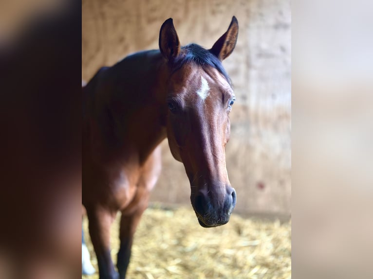 Westfaliano Yegua 13 años 170 cm Castaño in Viersen