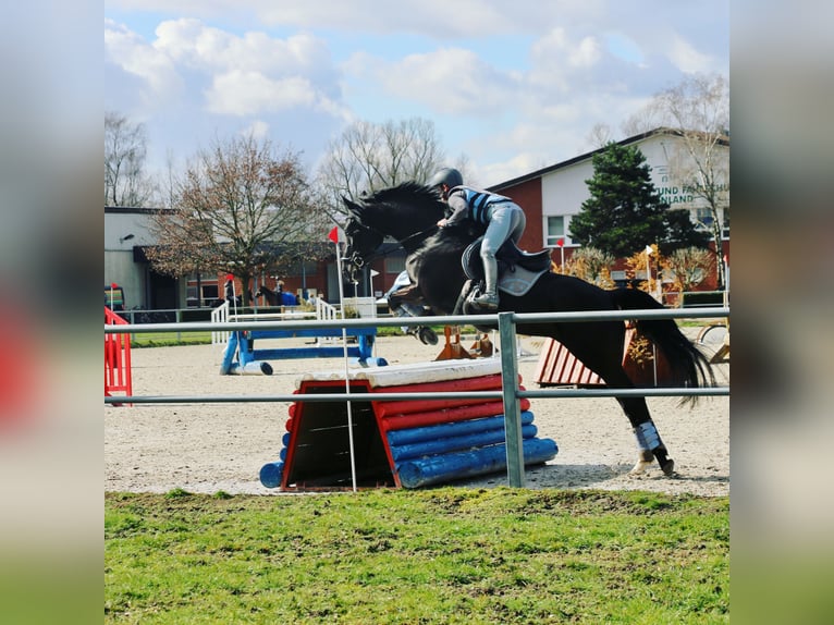 Westfaliano Yegua 13 años 170 cm Negro in Sprockhövel