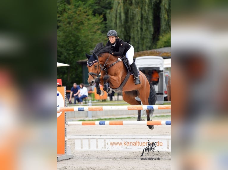 Westfaliano Yegua 13 años 172 cm Castaño in Rehau