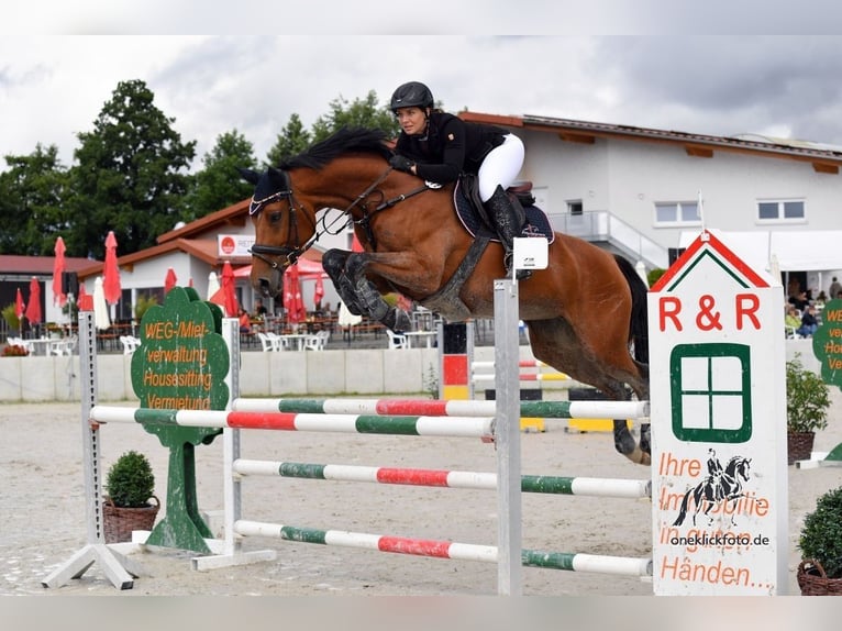 Westfaliano Yegua 13 años 172 cm Castaño in Rehau